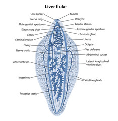 Wall Mural - Fasciola hepatica. Internal structure of Liver fluke in blue with corresponding designations. Vector illustration in flat style isolated over white background.