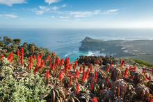 View Of The Cape Of Good Hope From Cape Point Near Cape Town, South Africa With Red Aloe Flowers In Foreground