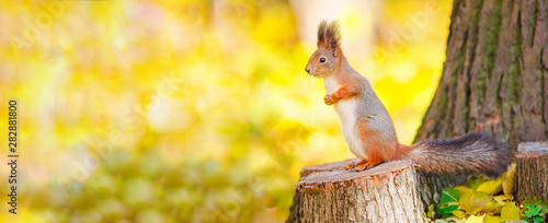 Fotomural Cute squirrel sitting on stump among the many fallen yellow maple leaves in the autumn park Elagin Island in St Petersburg