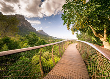 Canopy Walkway, Kirstenbosch National Botanical Garden