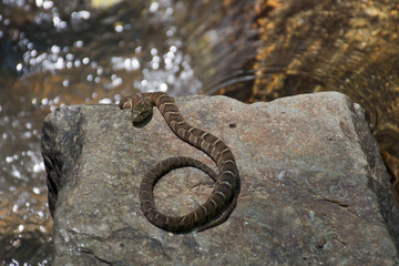 Northern Brown Water Snake