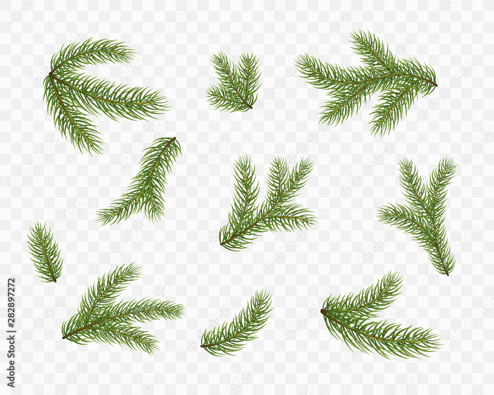 Fir branches isolated on transparent background. Pine, xmas evergreen plants elements. Vector Christmas tree green decoration set. - obrazy, fototapety, plakaty 