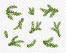 Fir Branches Isolated On Transparent Background. Pine, Xmas Evergreen Plants Elements. Vector Christmas Tree Green Decoration Set.