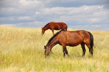 horses grazing in field