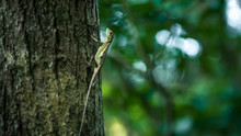 Swinhoe Japalura Resting On Tree Of Jungle. Specie Of Lizard Endemic To Taiwan.