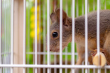 Little Squirrel In Cage Behind Lattice