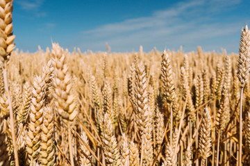 Wheat Field Ready for Harvest 