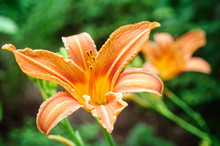 Orange Daylily Flower In The Summer Garden.
