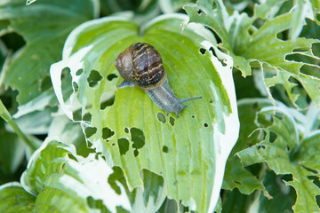 Close up from a snail with house eating from a hosta plant