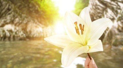 Wall Mural - Beautiful white lily on  background