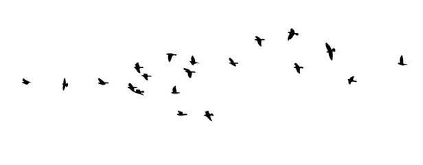 Wall Mural - A flock of flying birds. Vector illustration