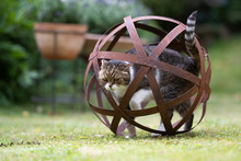Tabby White British Shorthair Cat Standing In Rusty Metal Garden Sphere Sculpture Outdoors In The Back Yard
