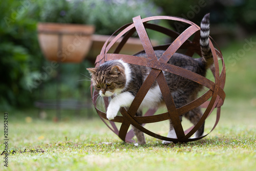 Tabby White British Shorthair Cat Standing In Rusty Metal Garden