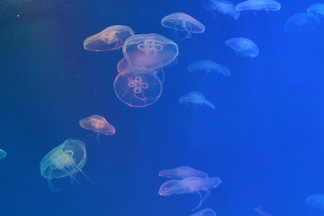 Wall Mural - Large jellyfish in blue and clear sea water.