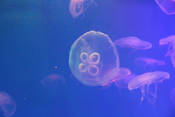 Wall Mural - Large jellyfish in blue and clear sea water.