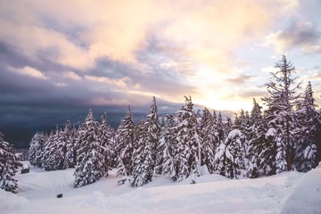 Poster - Wide shot of spruces filled with white snow under a pink and purple sky with clouds