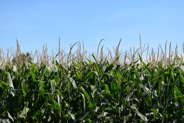 Sticker - Corn Field