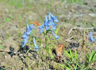 Sticker - Flowers of birthwort (Corydalis ambigua) 2