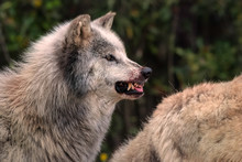 Snarling Grey Wolf With Blood On Its Muzzle Warns Other Members Of The Pack To Wait Until He's Finished Eating To Move In On A Fallen Deer