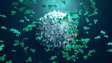 Antibodies Attack A Cancer Cell Or Virus