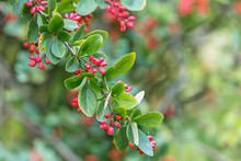 Barberry Tree Branch With Red Berries And Green Leaves. Closeup View On Blurred Background