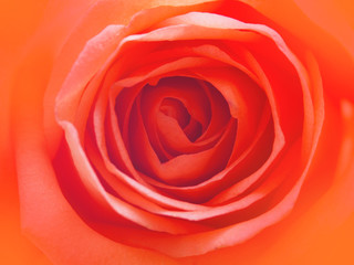 Wall Mural - closed up sweet rose flower for valentines day and wedding background.