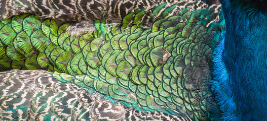  Beautiful colors and patterns of peacock feathers