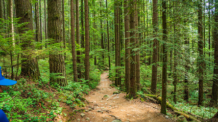 Naklejka na meble Trail Down From Headwaters At Lynn Valley Park - Summer