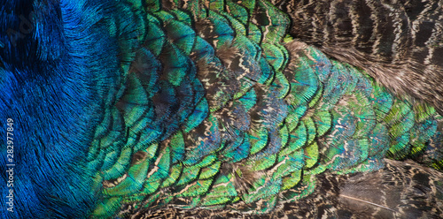 Beautiful colors and patterns of peacock feathers