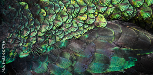Beautiful colors and patterns of peacock feathers