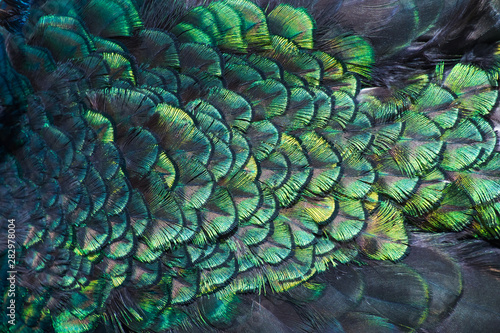 Beautiful colors and patterns of peacock feathers