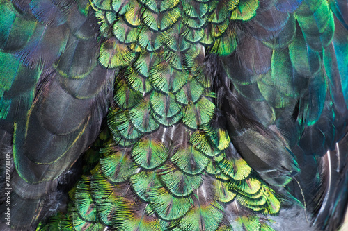 Beautiful colors and patterns of peacock feathers