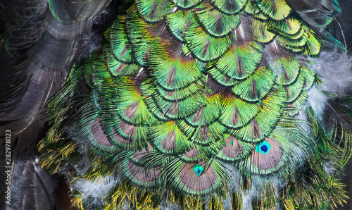 Beautiful colors and patterns of peacock feathers