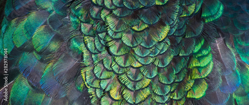 Beautiful colors and patterns of peacock feathers