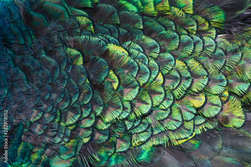 Beautiful colors and patterns of peacock feathers