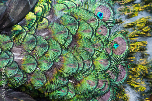 Beautiful colors and patterns of peacock feathers