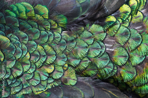 Beautiful colors and patterns of peacock feathers