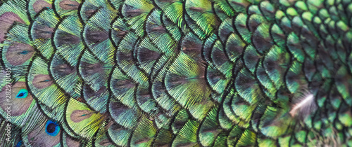 Beautiful colors and patterns of peacock feathers