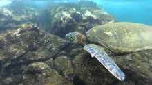 A Green Sea Turtle In Hilo Hawaii Closeup Underwater