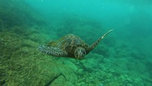 Closeup Underwater Of Green Sea Turtle.