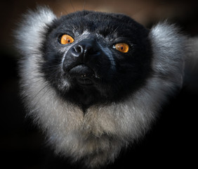 Wall Mural - A close-up portrait of a ruffed lemur staring with golden eyes. 