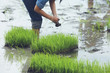© kamonrat - friendship,young farmer planting on the Rice Berry organic paddy rice farmland,Together concept.