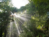 Fototapeta Las - Sunlight rays beam through dense tropical jungle