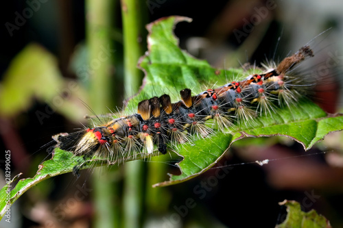 Cuadros en Lienzo Vapourer or rusty tussock moth caterpillar on plant.