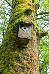 Artificial nest box in the Exmore Park - National Trust