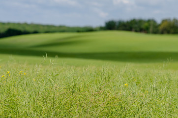 landscape with green grass and sky