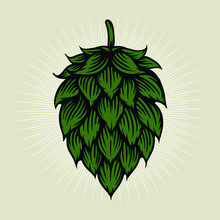 Beer Hop Illustration In Engraving Style. Design Element For Logo, Label, Emblem, Sign, Poster, Label. Vector Illustration