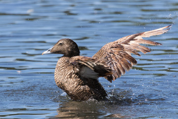 Common Eider Duck in England