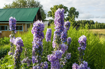 On the garden plot there are flowers of delphinium, in the background you can see a fragment of a house, field, forest.