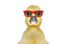 Portrait Of A Funny Little Gosling In Red Sunglasses, Isolated On White Background